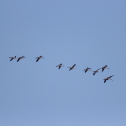 ¡Parallax, Derrotado por un Escuadrón Inesperado!