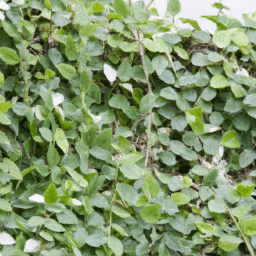 Origen de la Venenosa Ivy: La villana de DC Cómics revelada